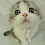 Glooriaa
