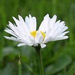 allegria