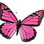 PinkButterfly