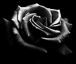 Ruciaa