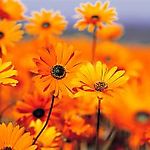 vlinder