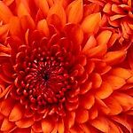 ana870801.lapalice