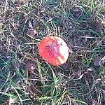 ttesia