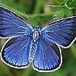 auspicja