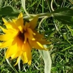 marzeniam