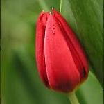 magdallena.g