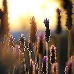 LavenderColor