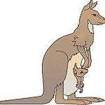 kangurzatko