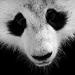 manuka