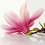 mmagnoliaa