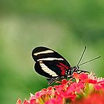AGNISIA84