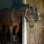 horse.woman