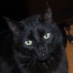 Koko.Loko