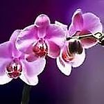 phalaenopsis1983