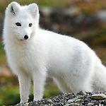 wieloskorka