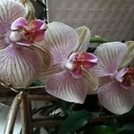 orchidea77