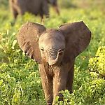 babyelephant