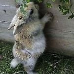 RabbitLover