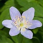 anemone.nemorosa