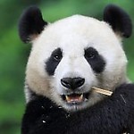 panda1979