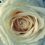 PrimRosee