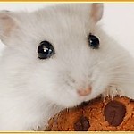 NebbiaEsole
