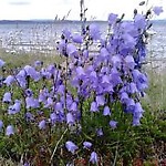 Demisia
