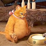 blekitnykocyk