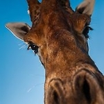 Giraffe186