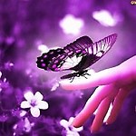 motyl86
