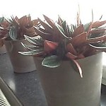 Brutulipe