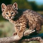 linx1404