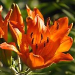 Tereenia