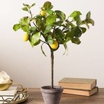 planta.ardis