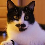Chochelka72