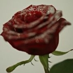 senorita_