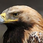 eaglewife