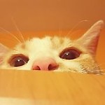 shymeg