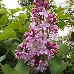 Fiki_2016