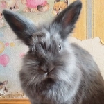 Bambinaa