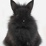 BlackRabbit