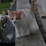 mcatherine