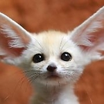 Mrs_Foxy