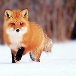 ruda_wredna