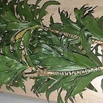 paolkanh1987