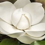 Magnolia54