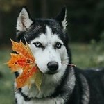 Valkiriaaaa