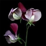 .kathea.