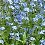 forget-me-nott