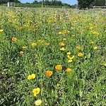Blomme